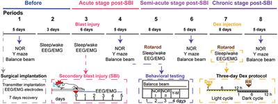 Dexmedetomidine-mediated sleep phase modulation ameliorates motor and cognitive performance in a chronic blast-injured mouse model